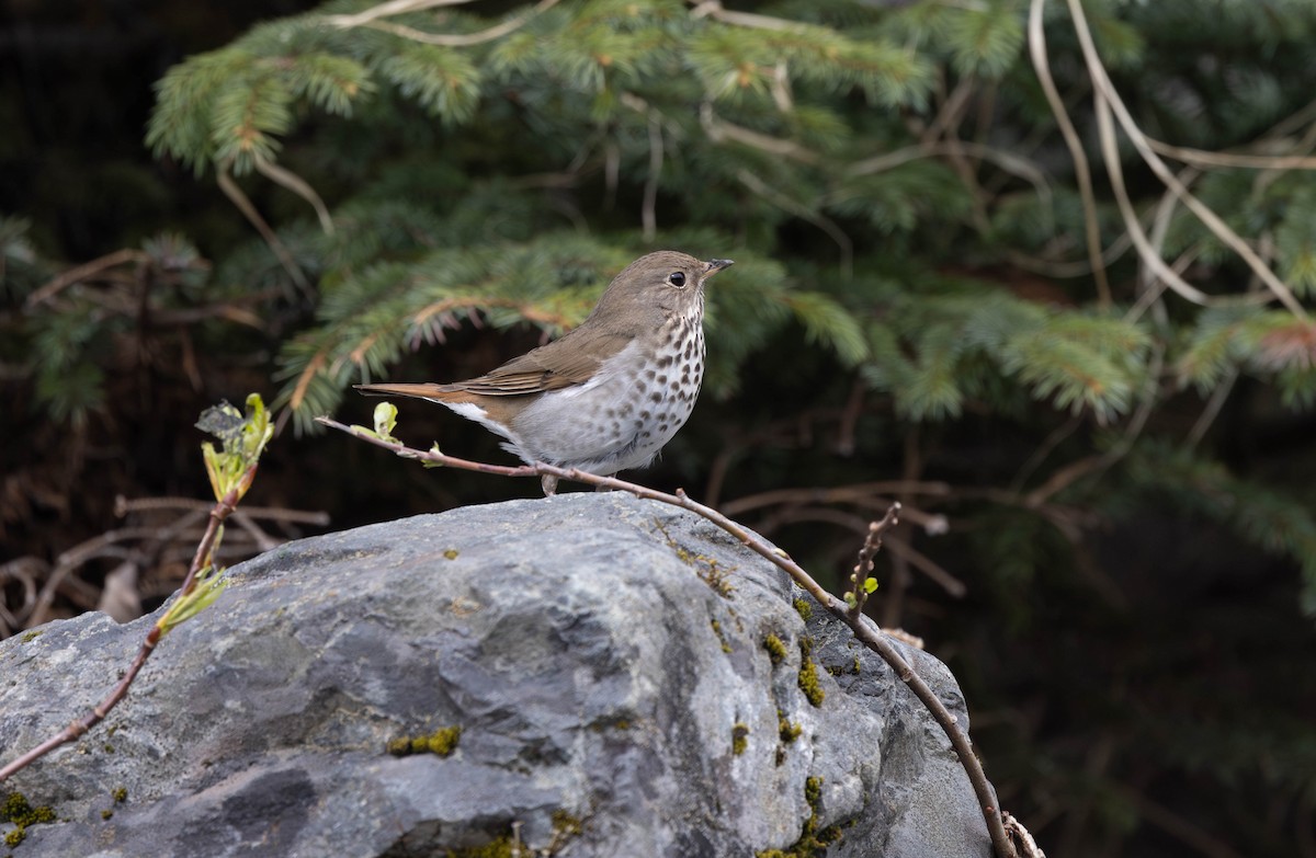 Hermit Thrush - ML620218078