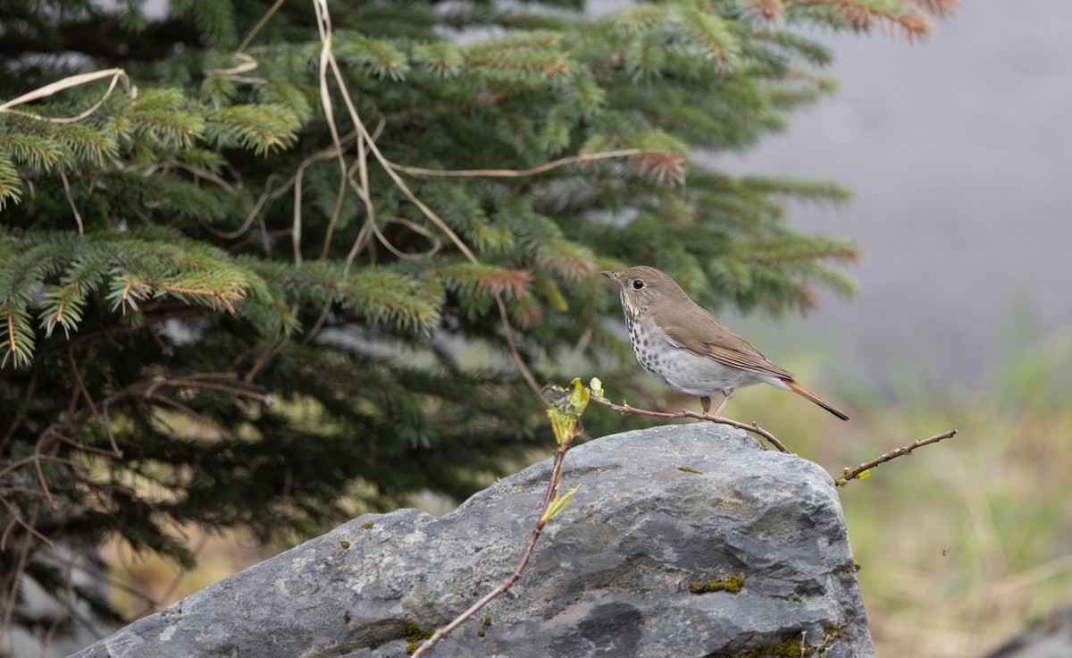 Hermit Thrush - ML620218079