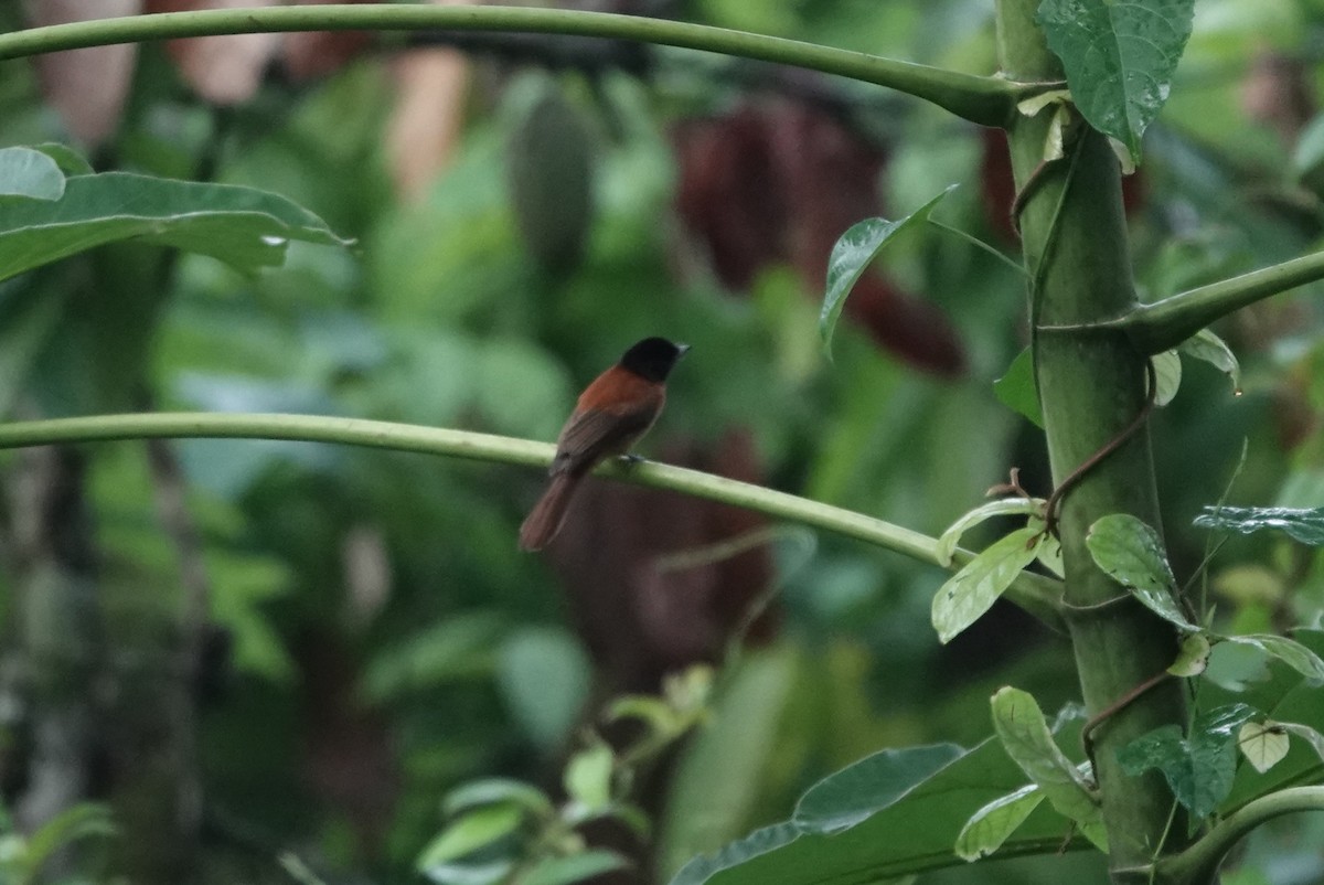 Black-headed Paradise-Flycatcher - ML620218080