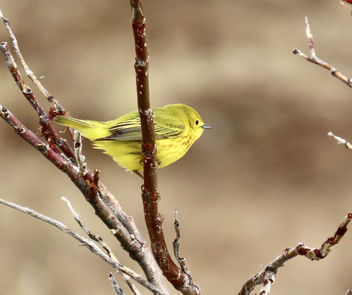 Yellow Warbler - ML620218081