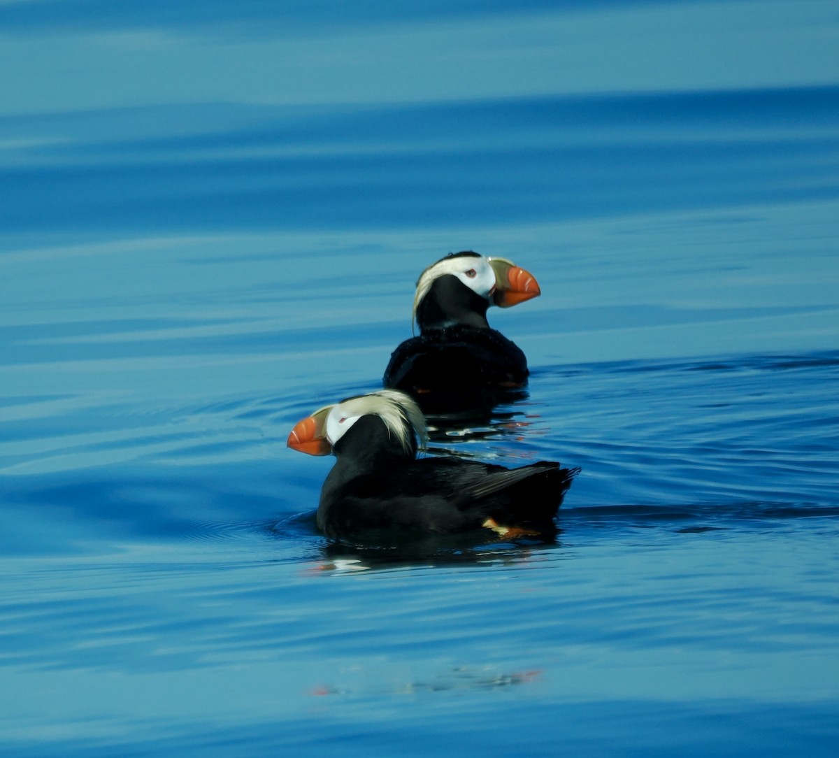 Tufted Puffin - ML620218085