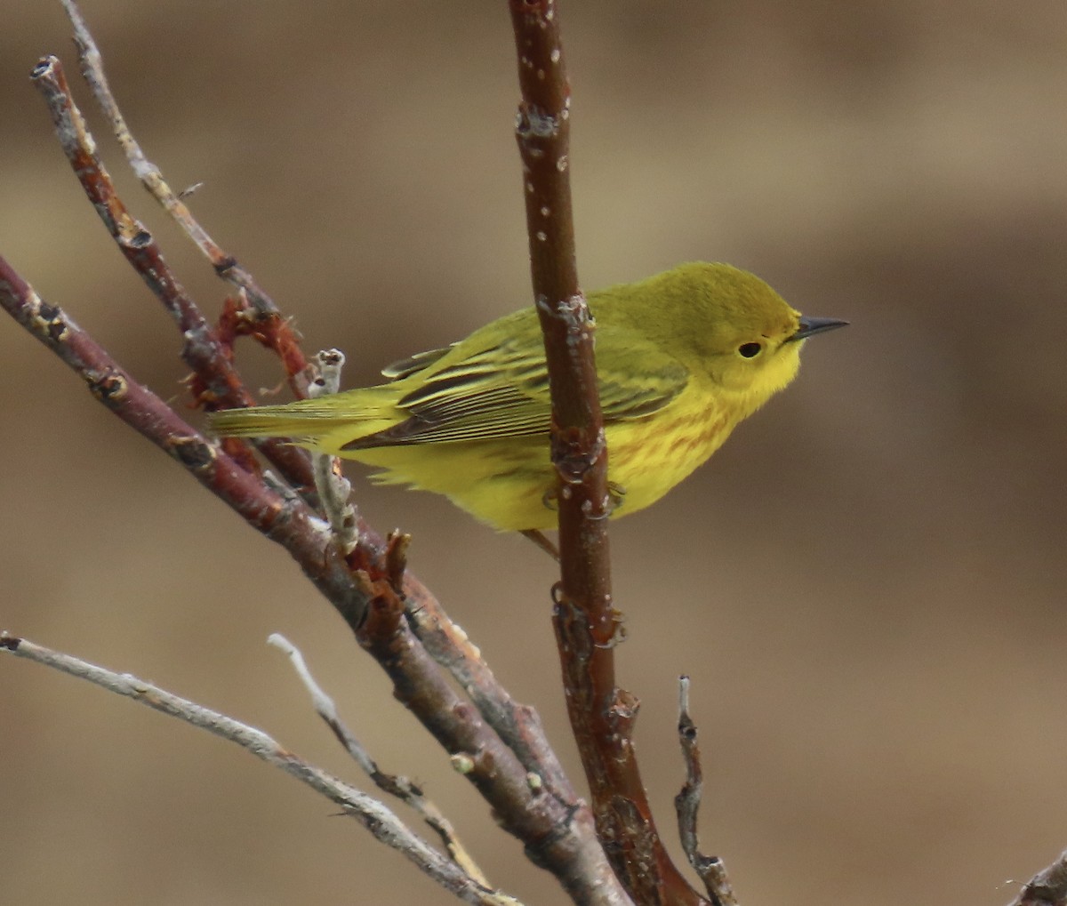 Yellow Warbler - ML620218086