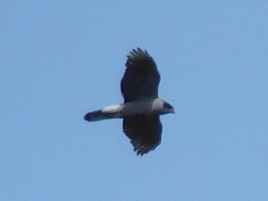 American Goshawk - Max Kesecker