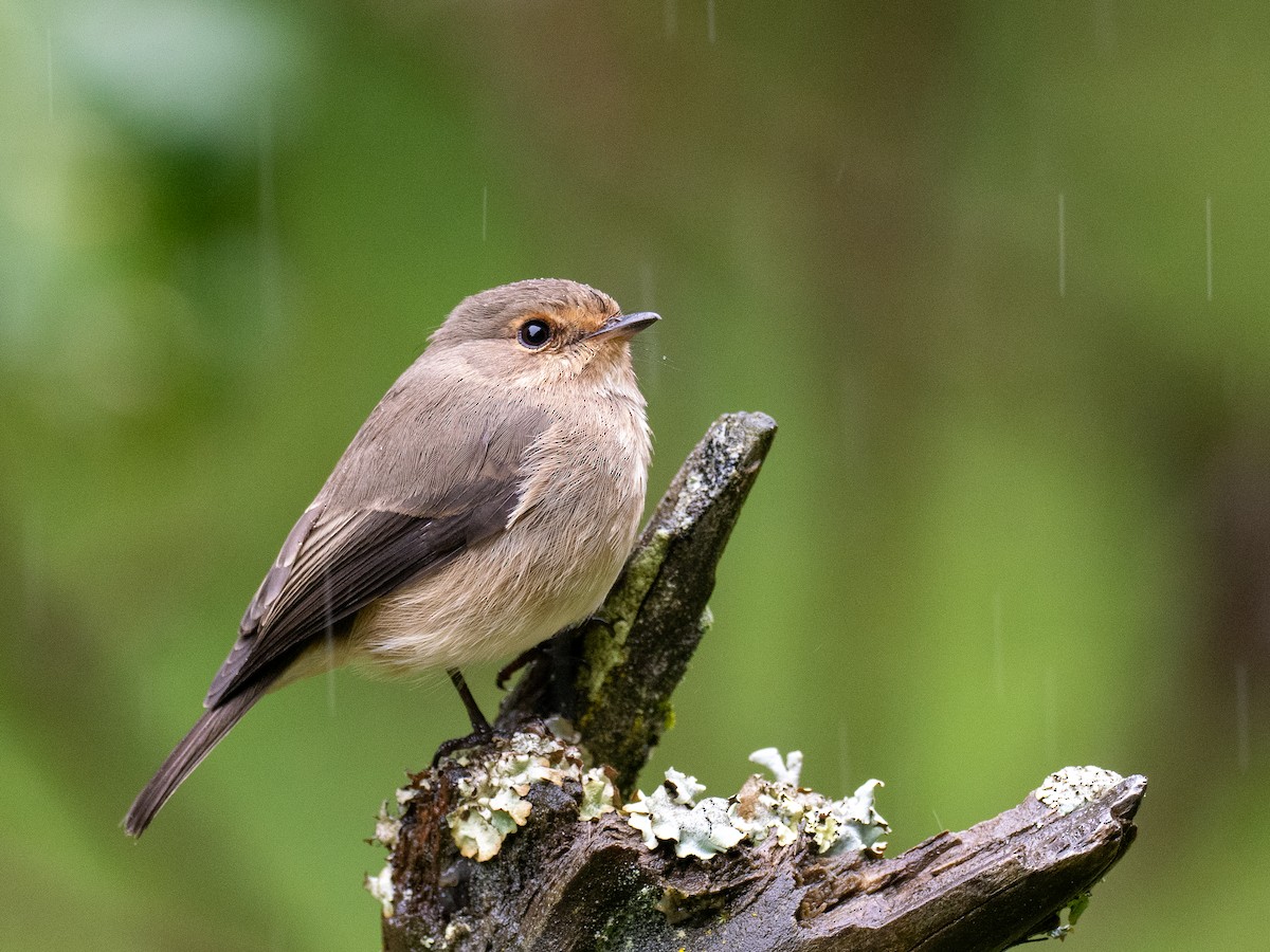 African Dusky Flycatcher - ML620218097