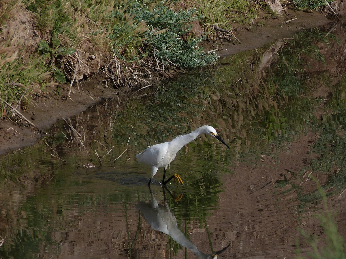 Snowy Egret - ML620218100