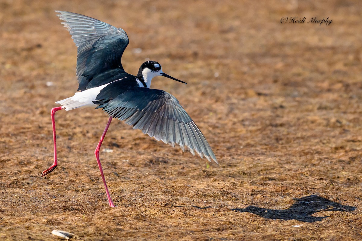 Black-necked Stilt - ML620218108