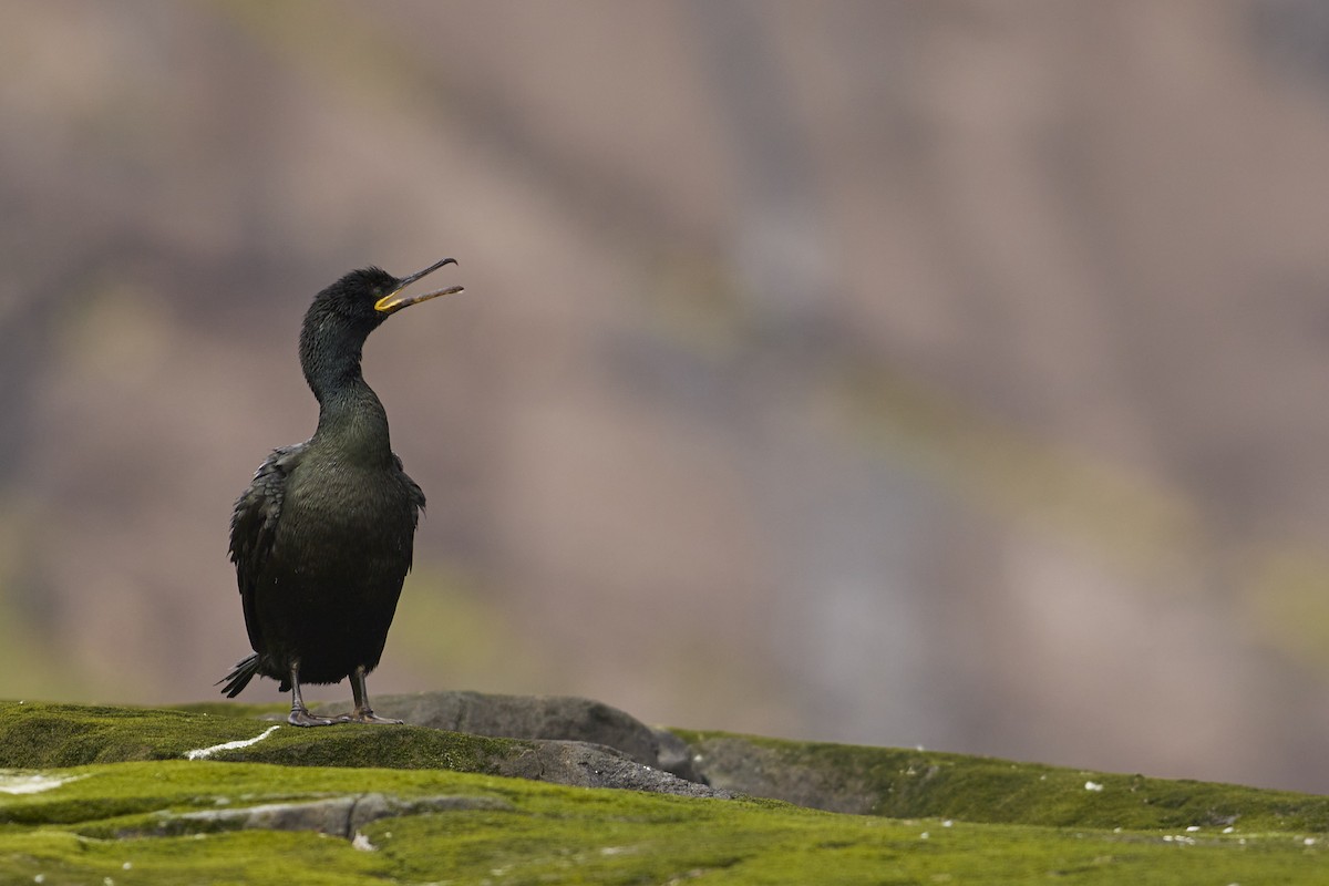 Cormorán Moñudo - ML620218110