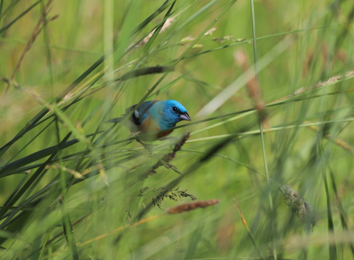 Lazuli Bunting - ML620218121