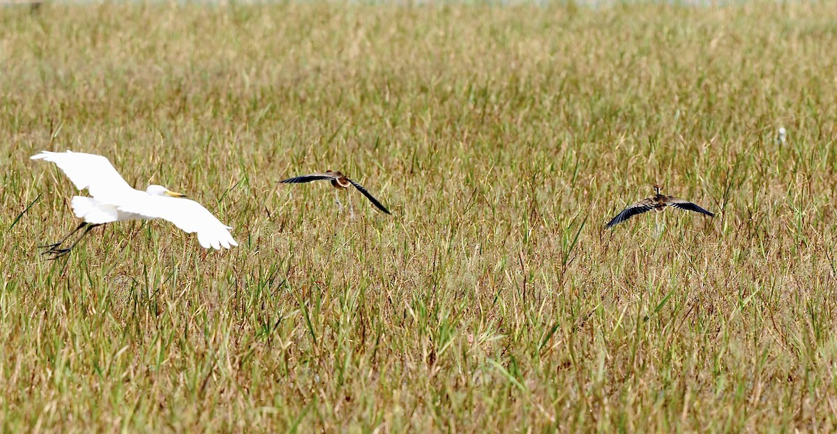 Jacana Colilarga - ML620218122