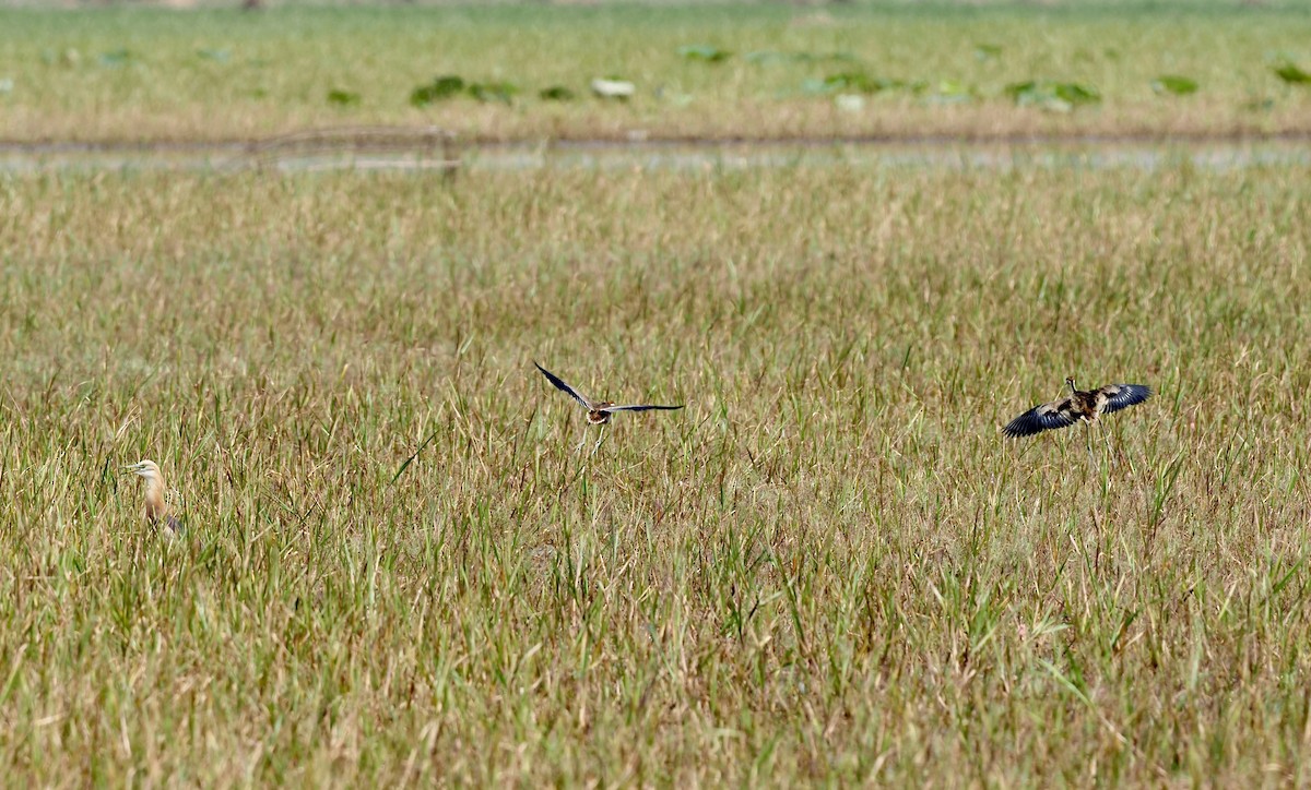 Pheasant-tailed Jacana - ML620218123