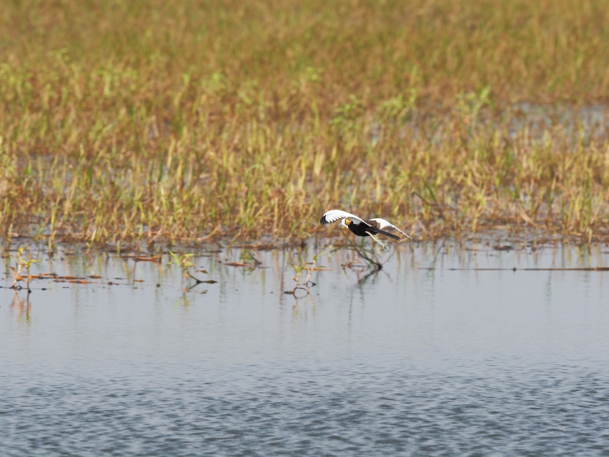 Pheasant-tailed Jacana - ML620218128