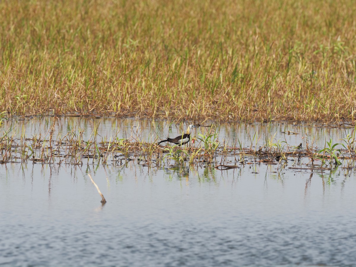 Pheasant-tailed Jacana - ML620218129