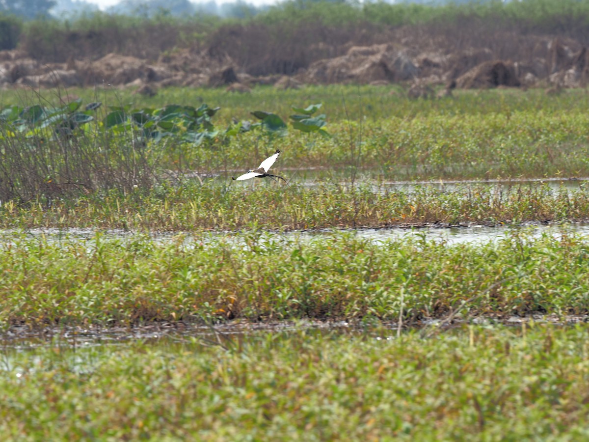 Pheasant-tailed Jacana - ML620218132