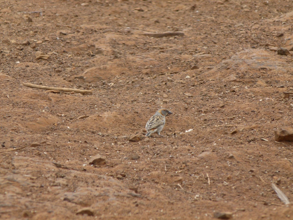 Kenya Rufous Sparrow - ML620218137