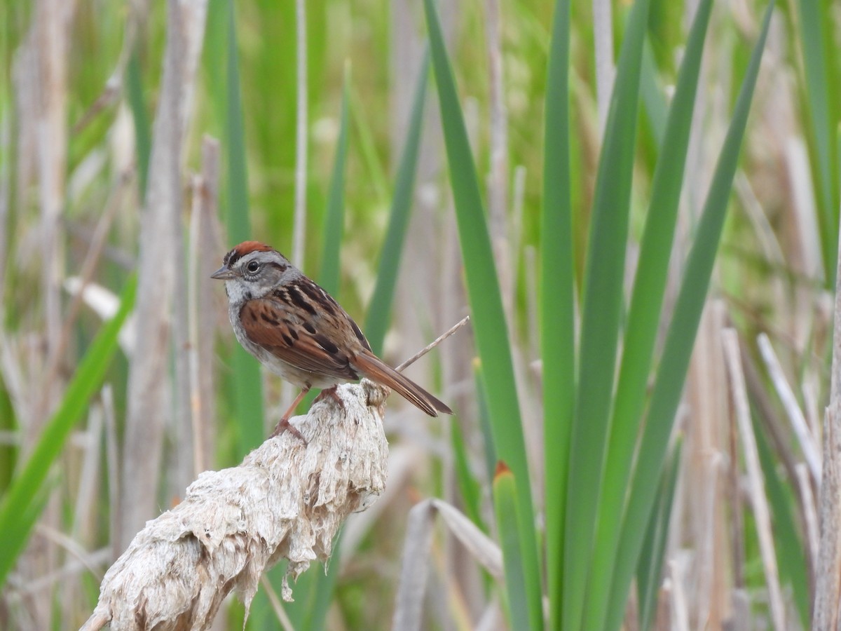 Swamp Sparrow - ML620218149