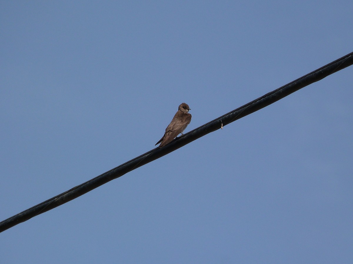 Northern Rough-winged Swallow - ML620218151