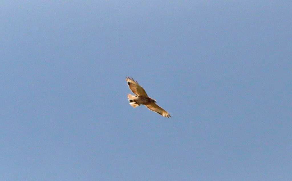 Red-shouldered Hawk - ML620218157