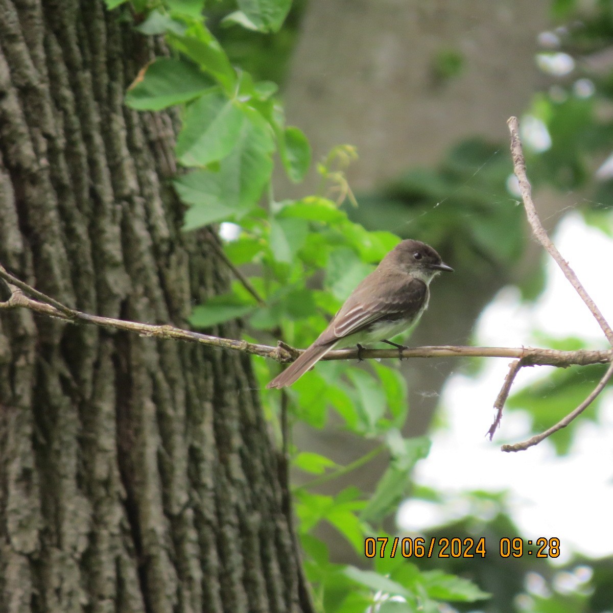 Eastern Phoebe - ML620218160