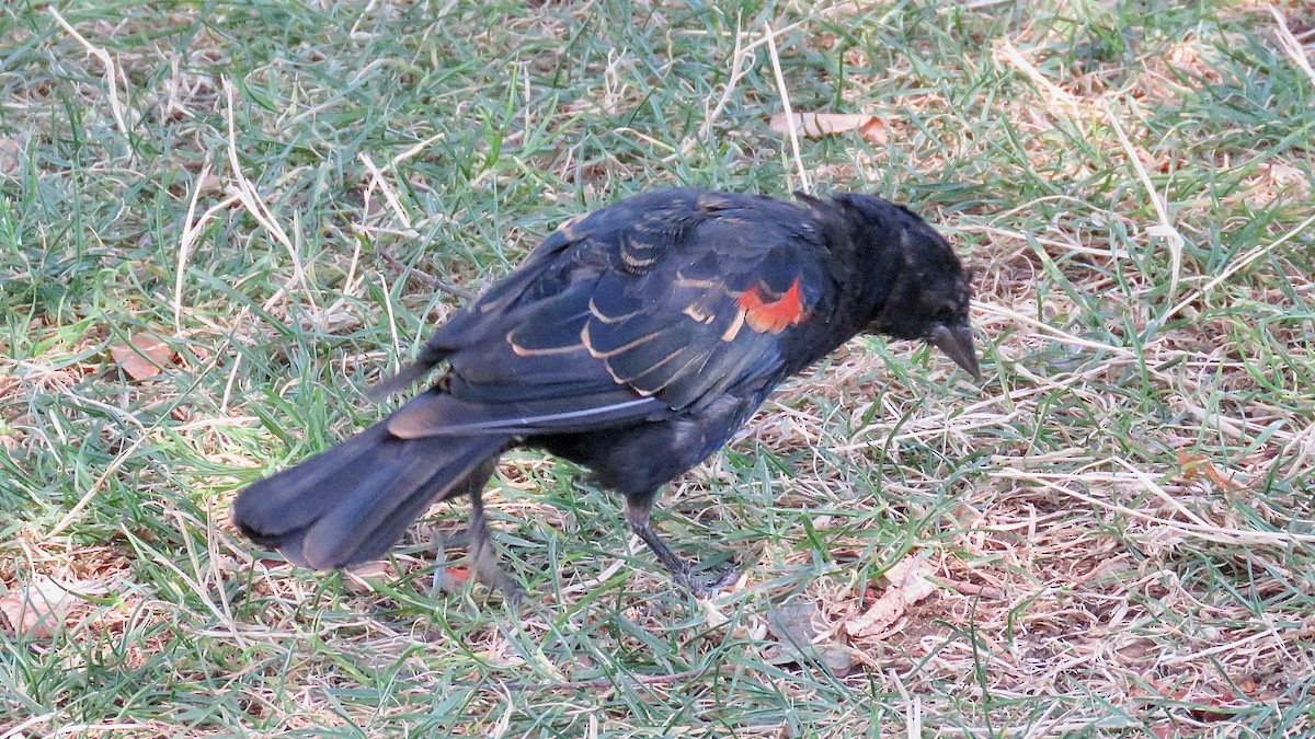 Red-winged Blackbird - ML620218163