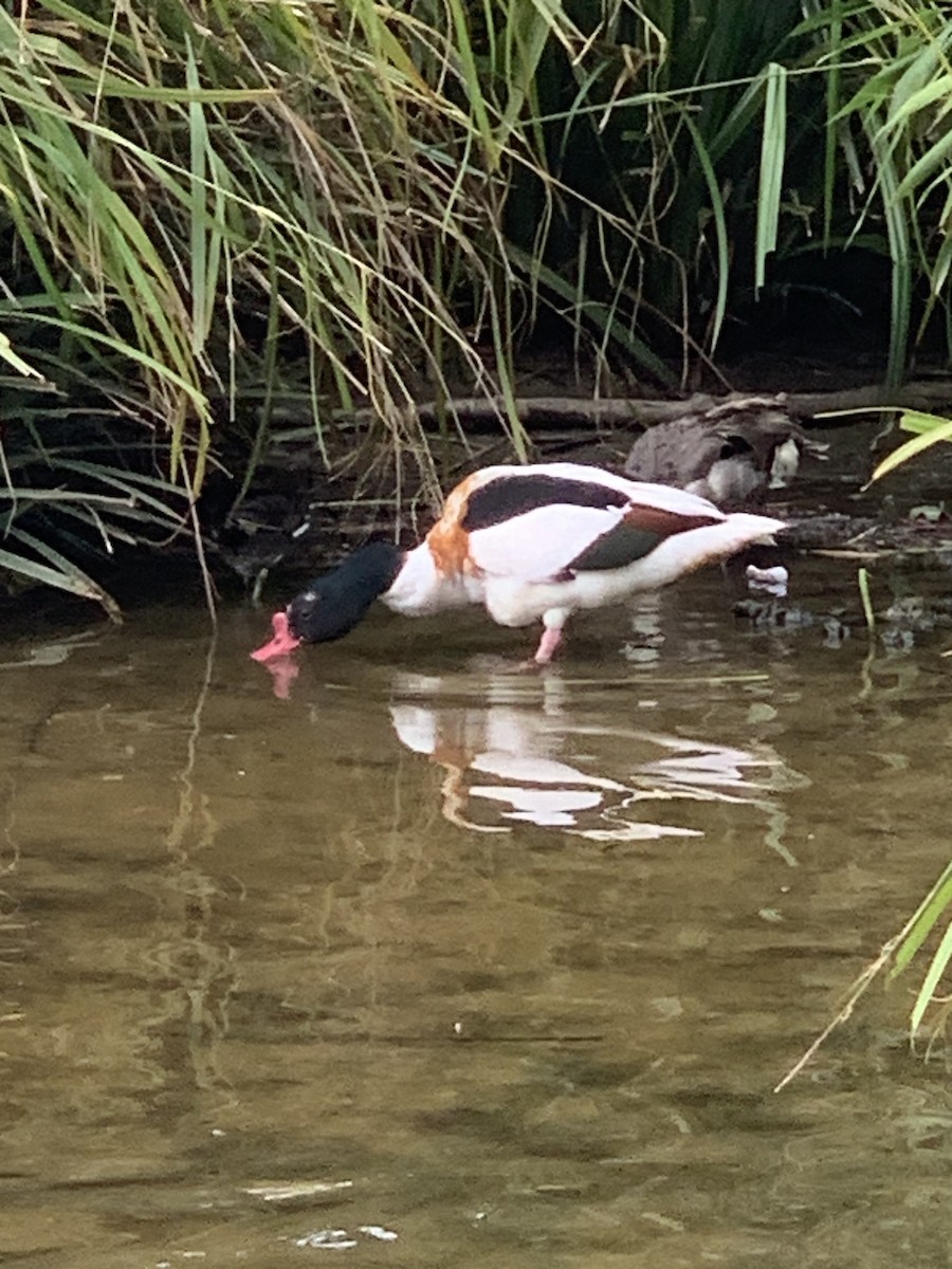 Common Shelduck - ML620218165