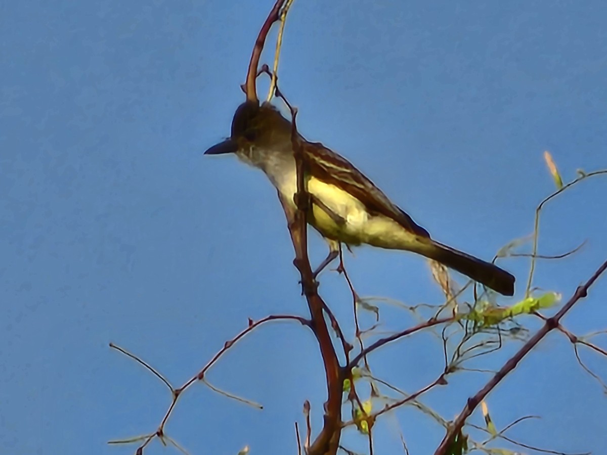 Brown-crested Flycatcher - ML620218170