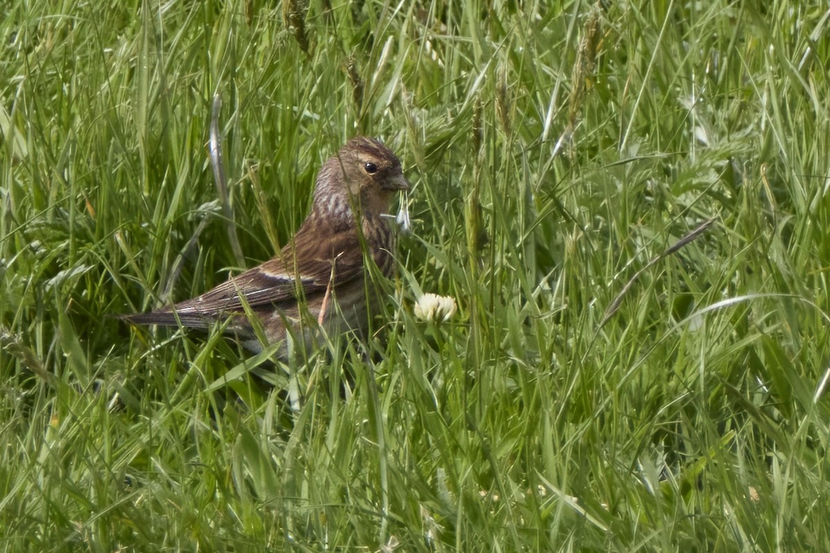 Twite - ML620218172