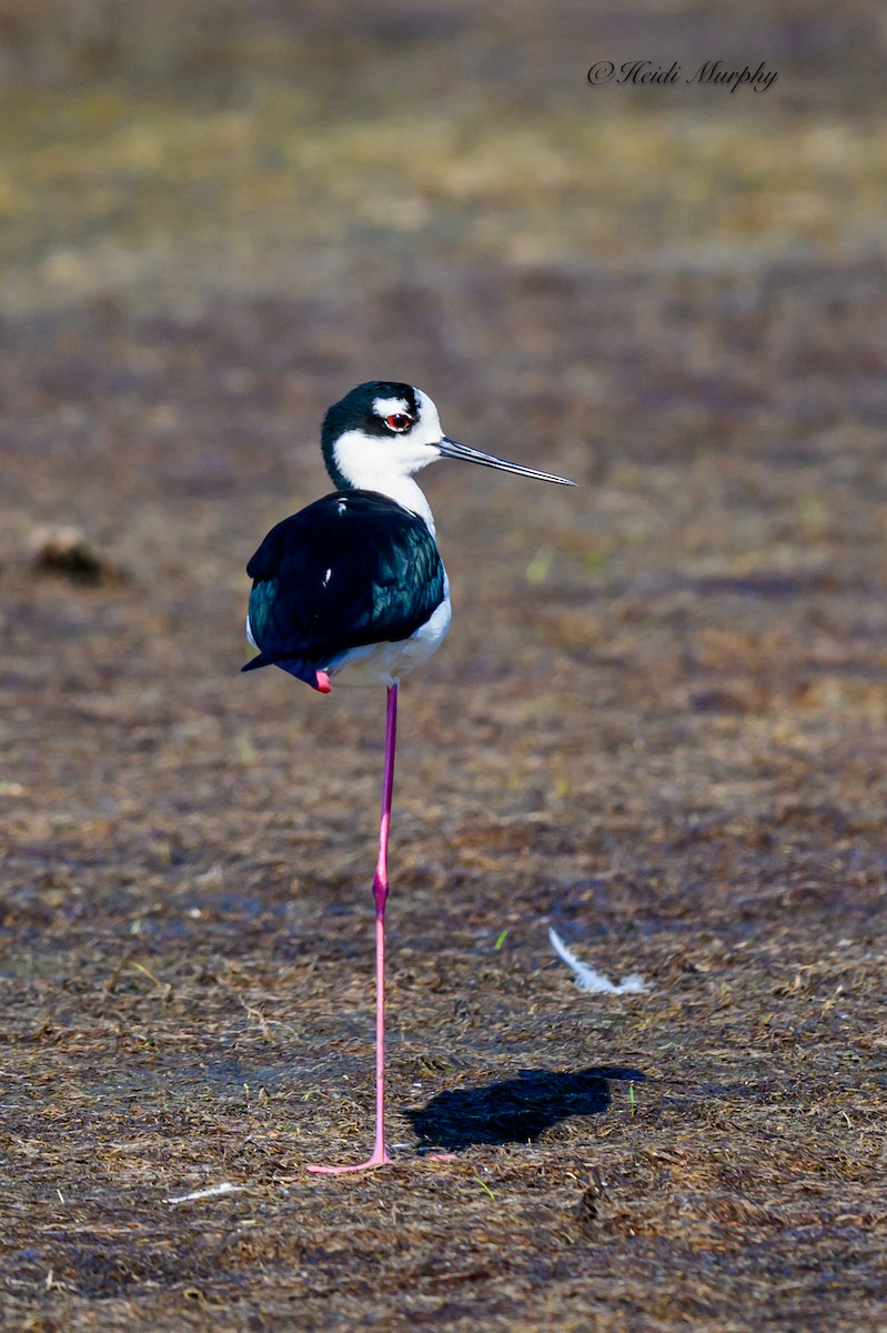 Black-necked Stilt - ML620218189