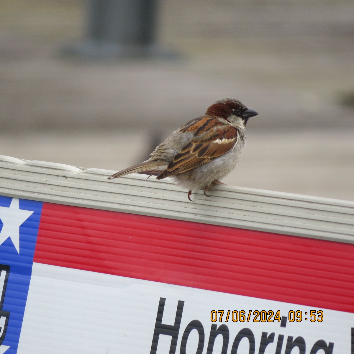 House Sparrow - ML620218192