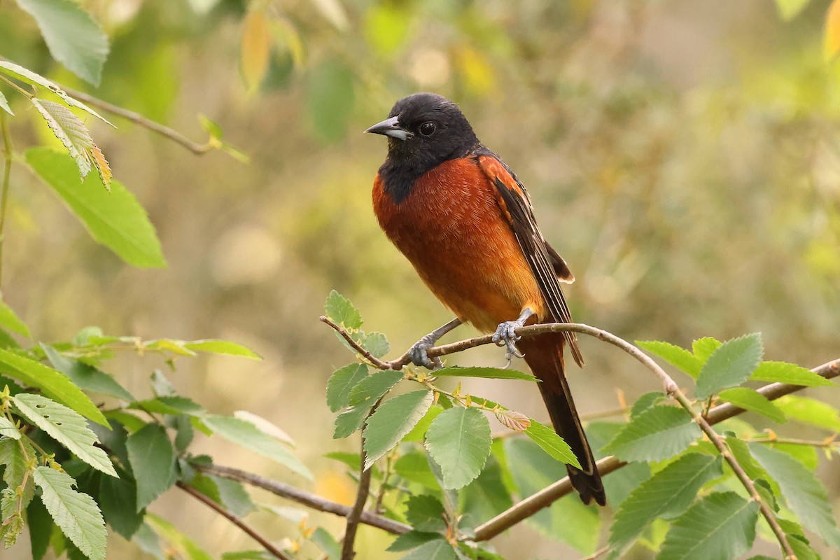 Orchard Oriole - ML620218203