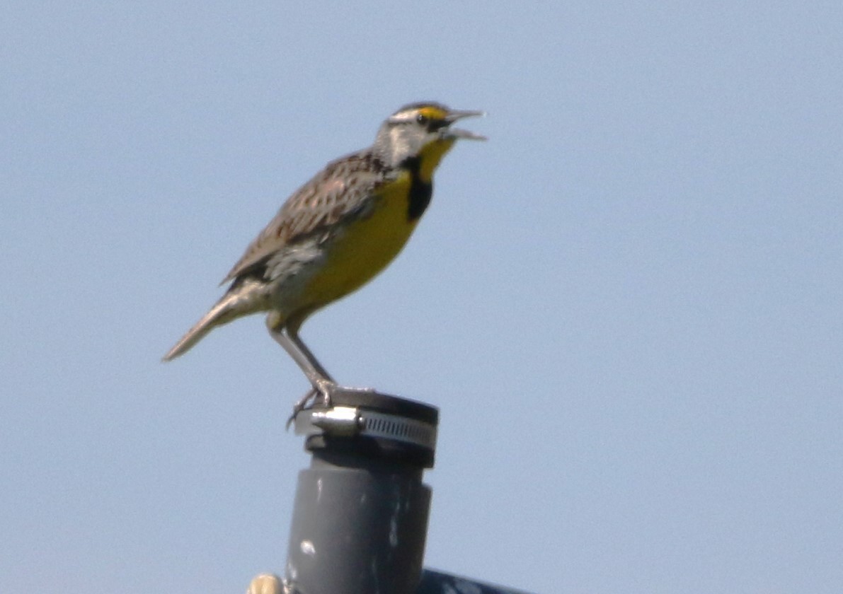 Eastern Meadowlark - ML620218205