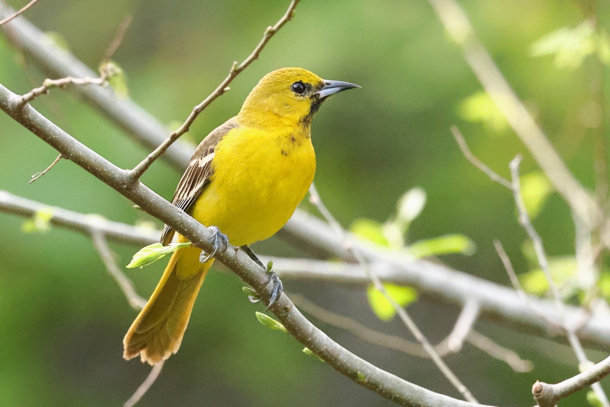 Orchard Oriole - ML620218206