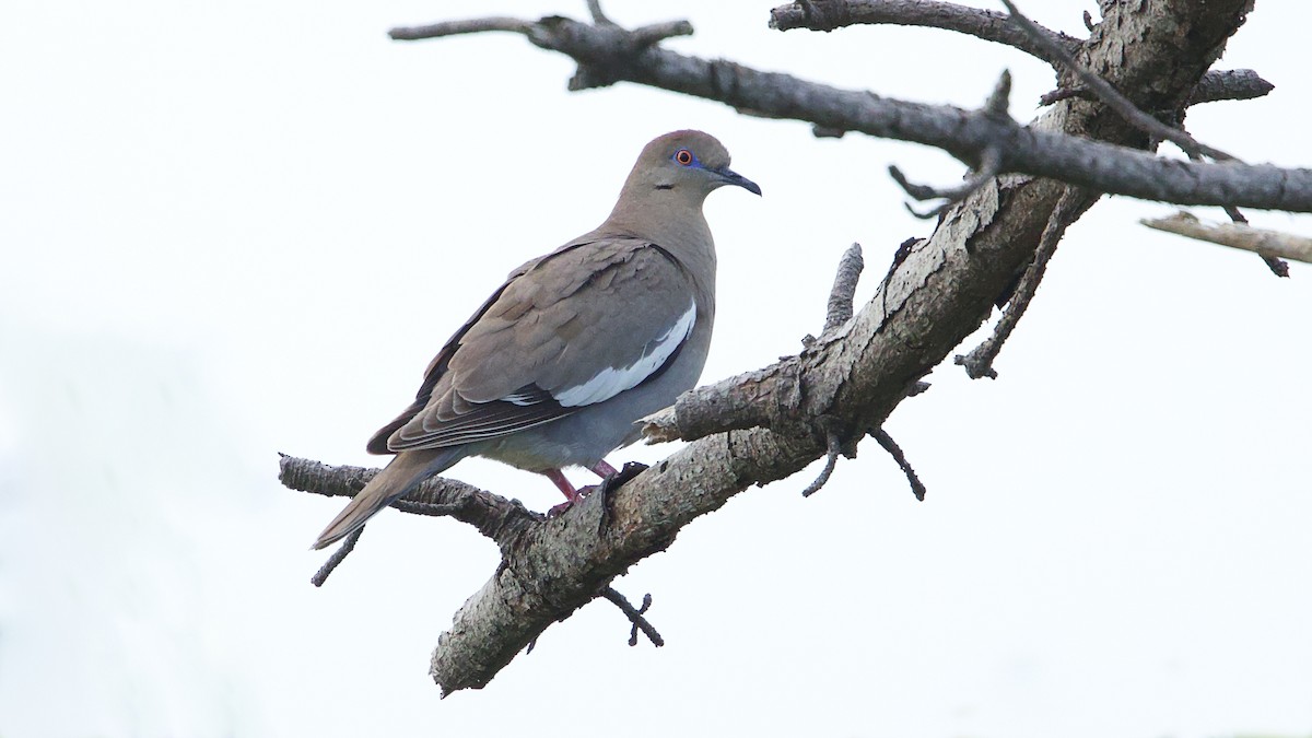 White-winged Dove - ML620218209