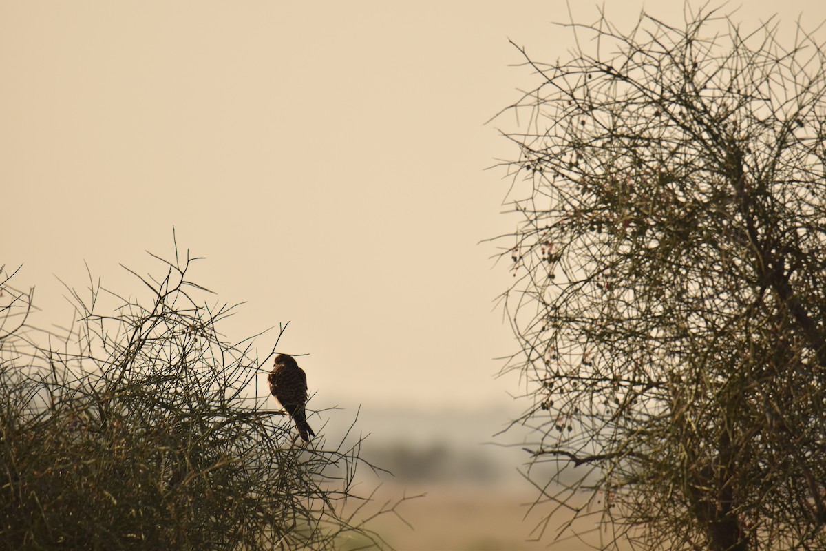 Eurasian Kestrel - ML620218210