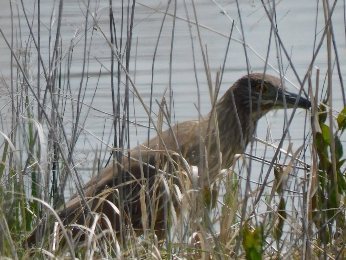 Black-crowned Night Heron - ML620218220