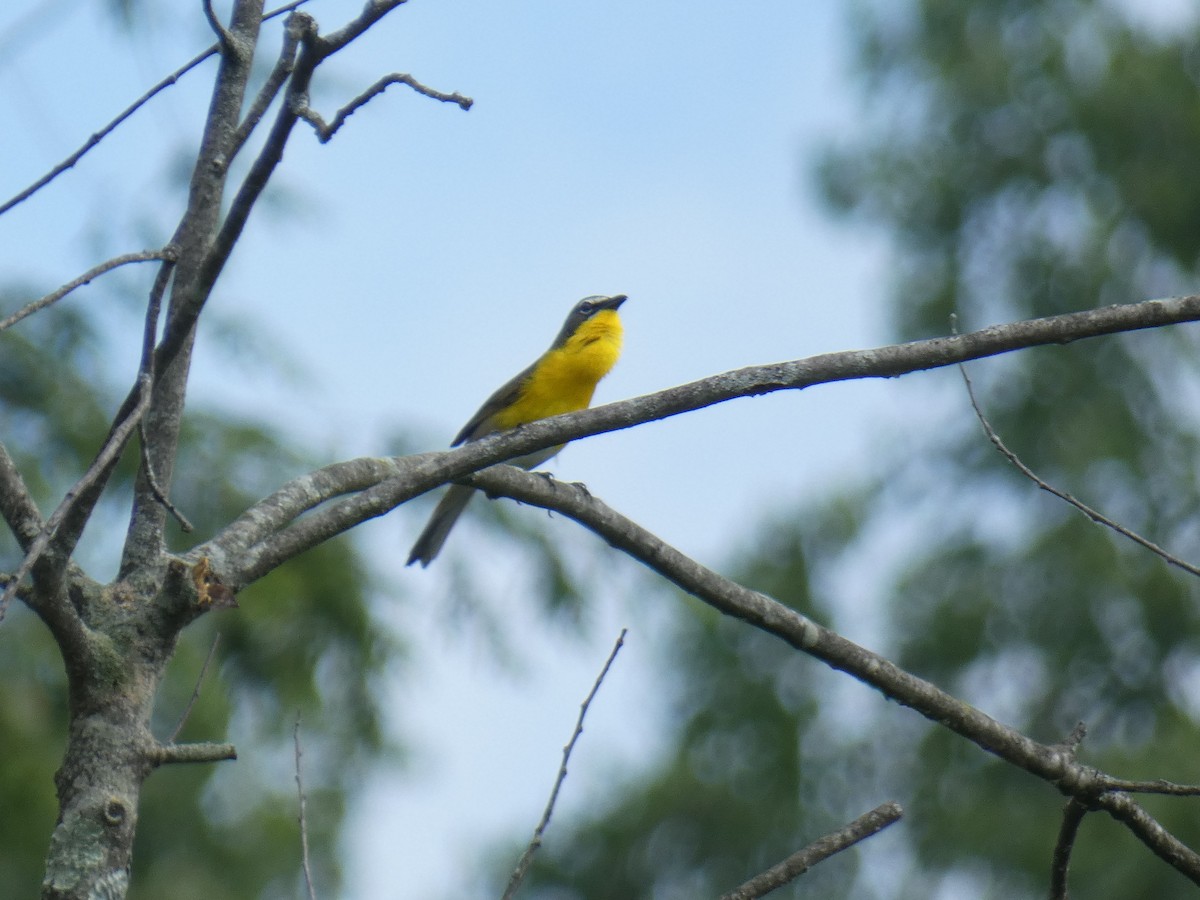 Yellow-breasted Chat - ML620218221