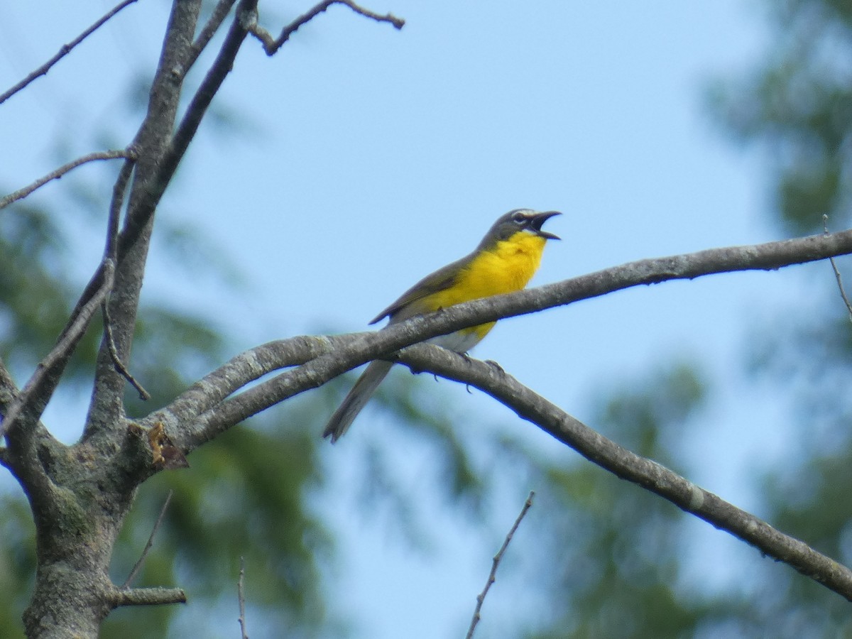 Yellow-breasted Chat - ML620218245