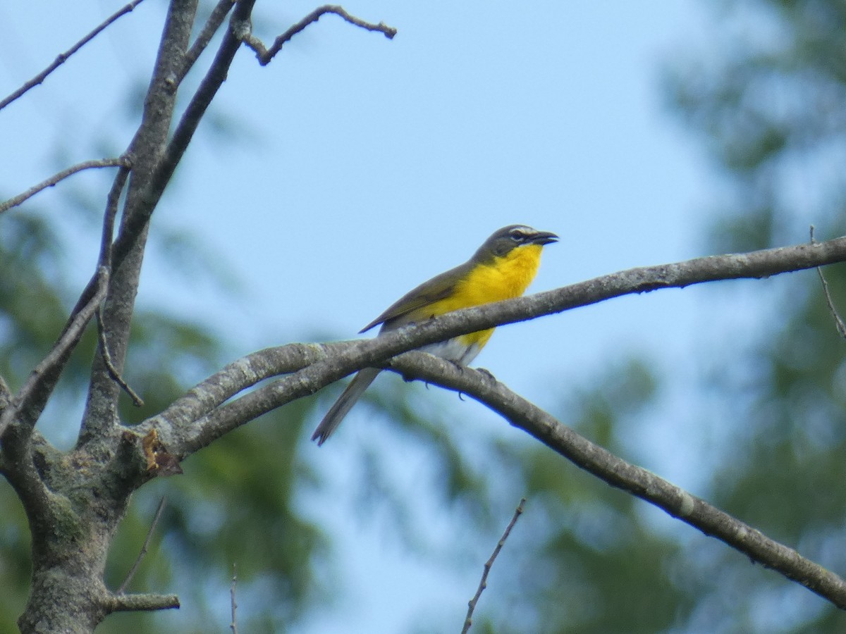 Yellow-breasted Chat - ML620218246