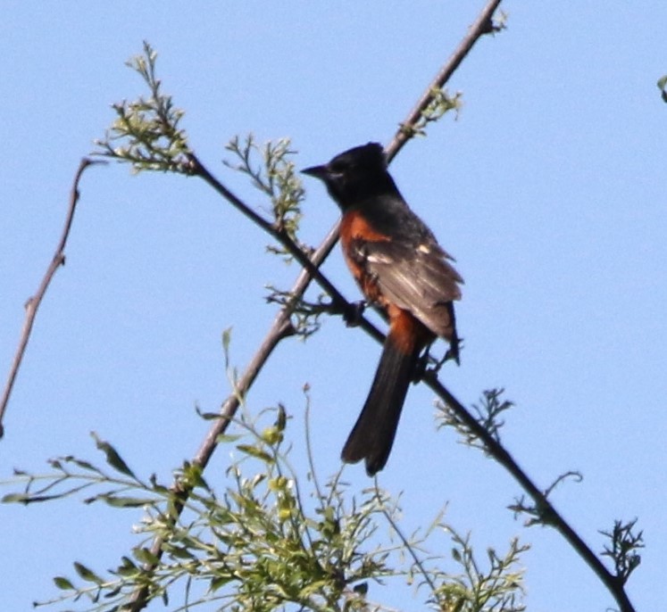 Orchard Oriole - ML620218258