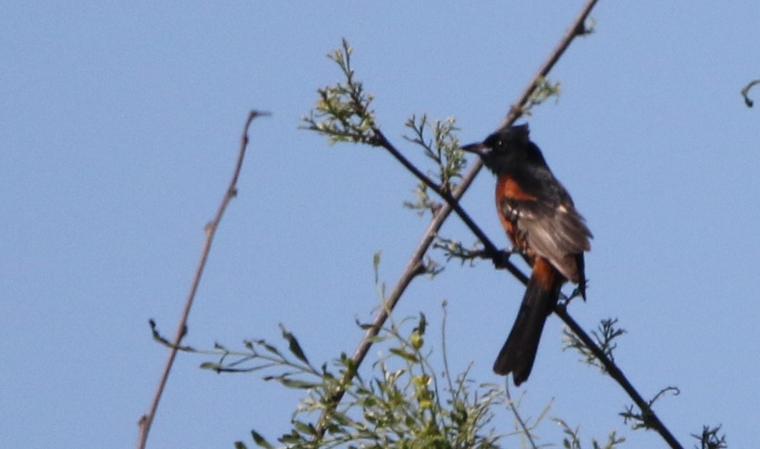 Orchard Oriole - ML620218259