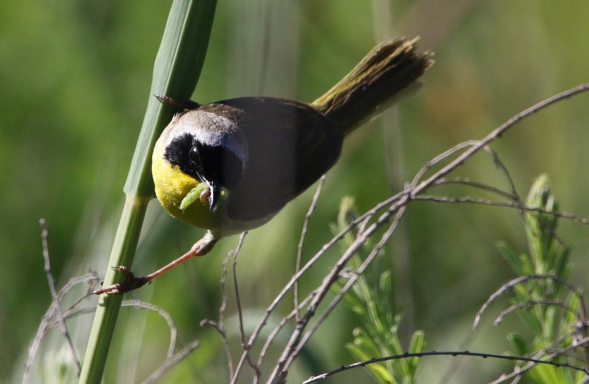 Common Yellowthroat - ML620218271