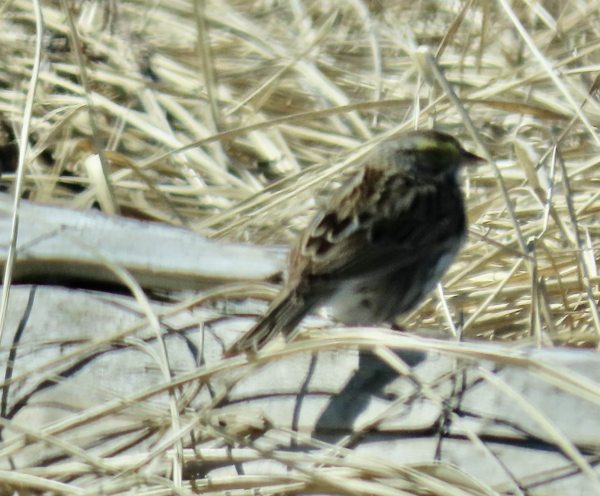 Savannah Sparrow - ML620218273