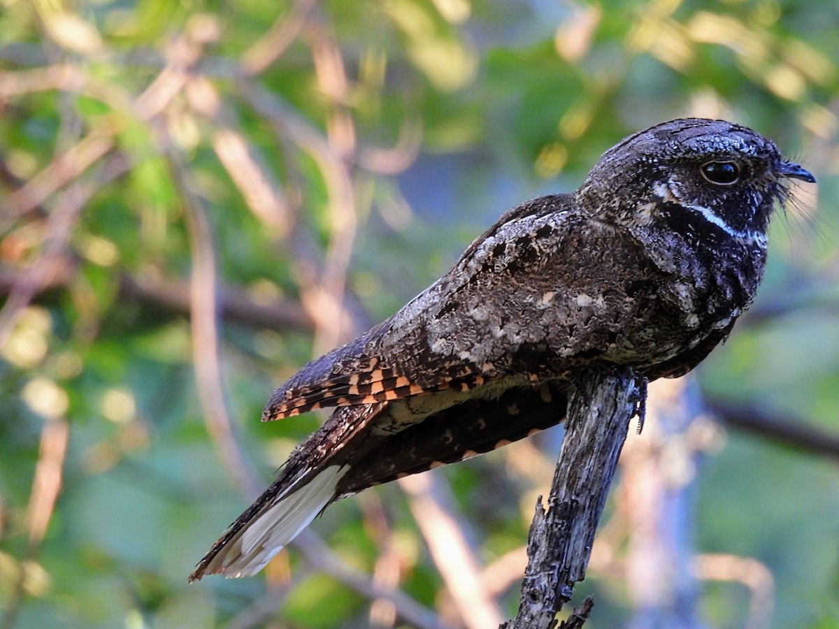 Common Nighthawk - ML620218276