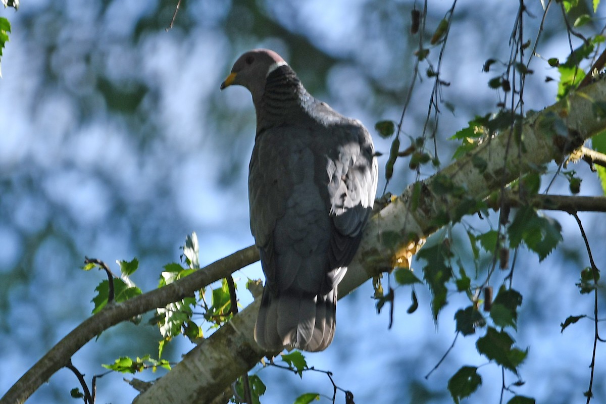 Band-tailed Pigeon - ML620218282