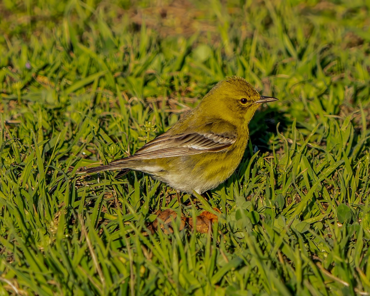 Pine Warbler - ML620218284