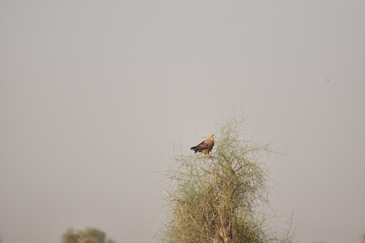 Tawny Eagle - Anupam Dutta