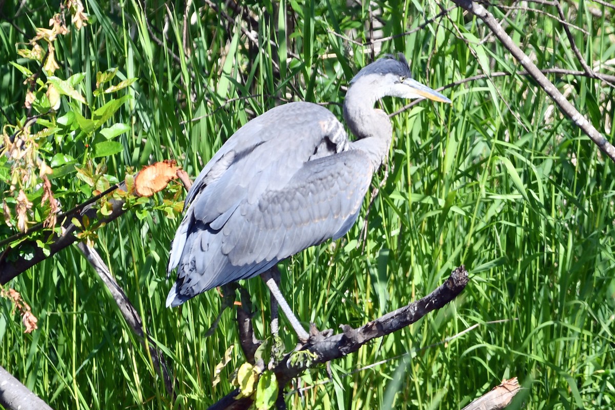 Great Blue Heron - ML620218287