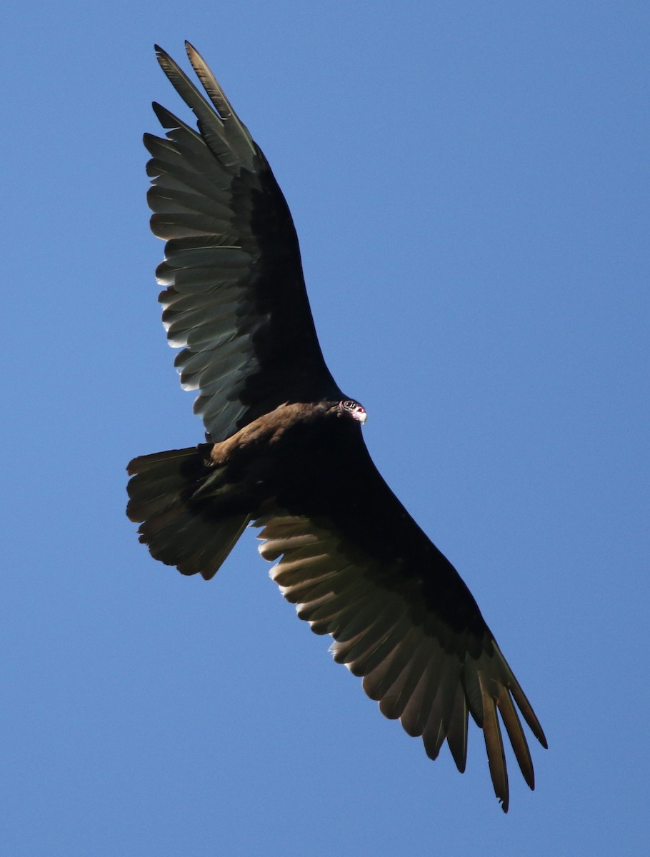 Turkey Vulture - ML620218296