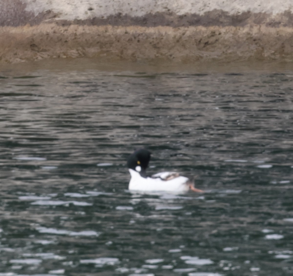 Common Goldeneye - ML620218297