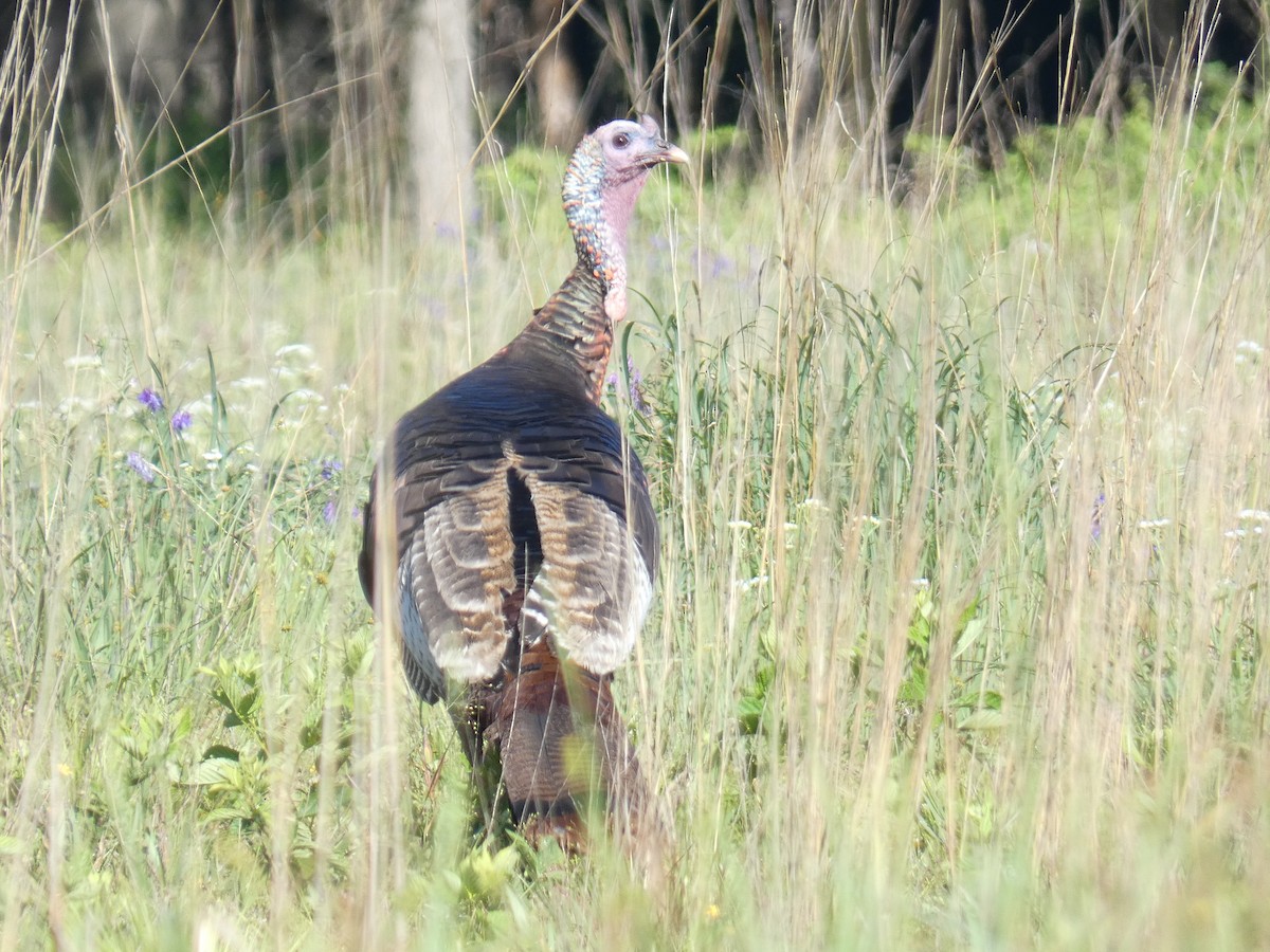 Wild Turkey - David Riddle