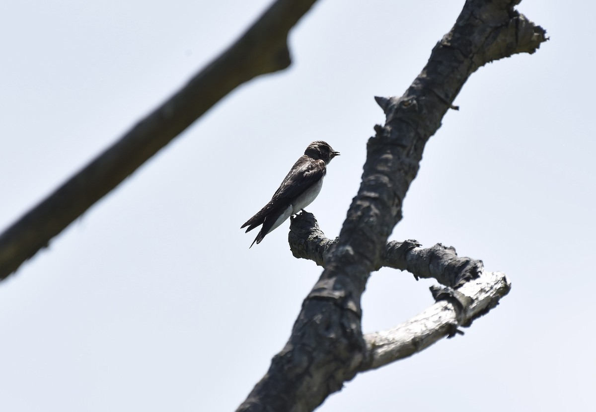 Northern Rough-winged Swallow - ML620218322